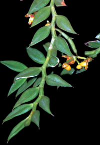 ภาพที่3 Gastrochilus pseudodistichus (King & Pantl.) Schltr.